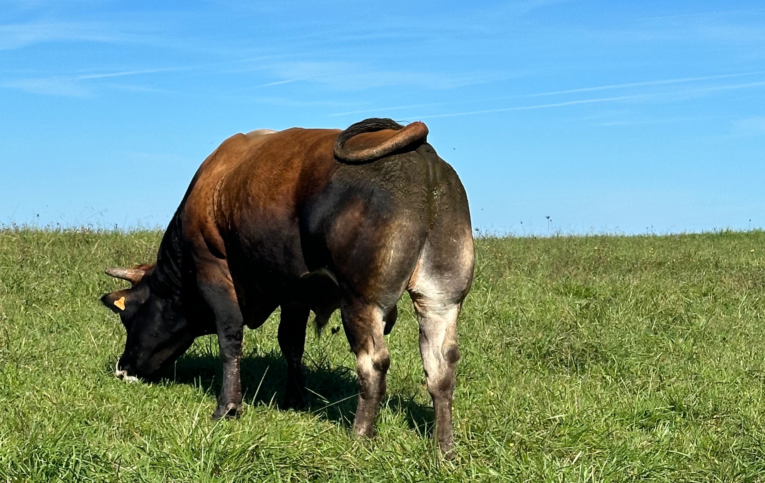 financials and growth plan